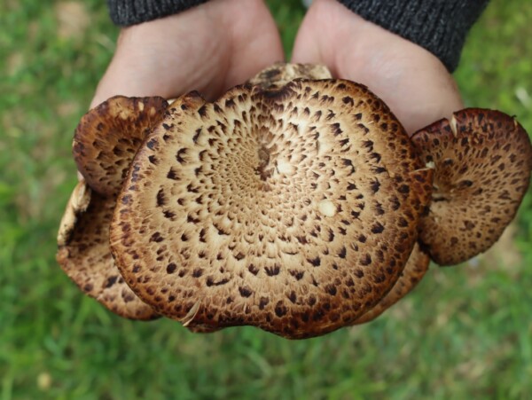Pheasant Back Mushroom