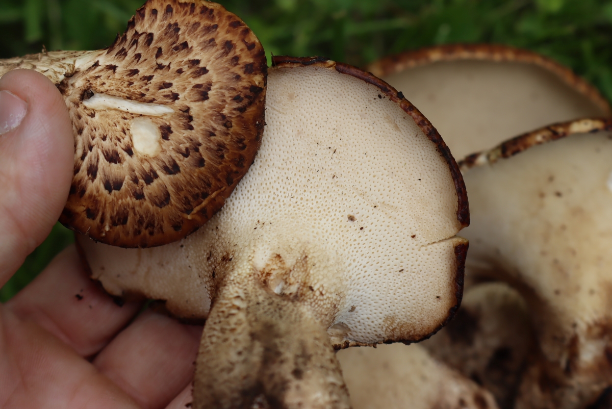 Pheasant Back Mushroom Pore Surface