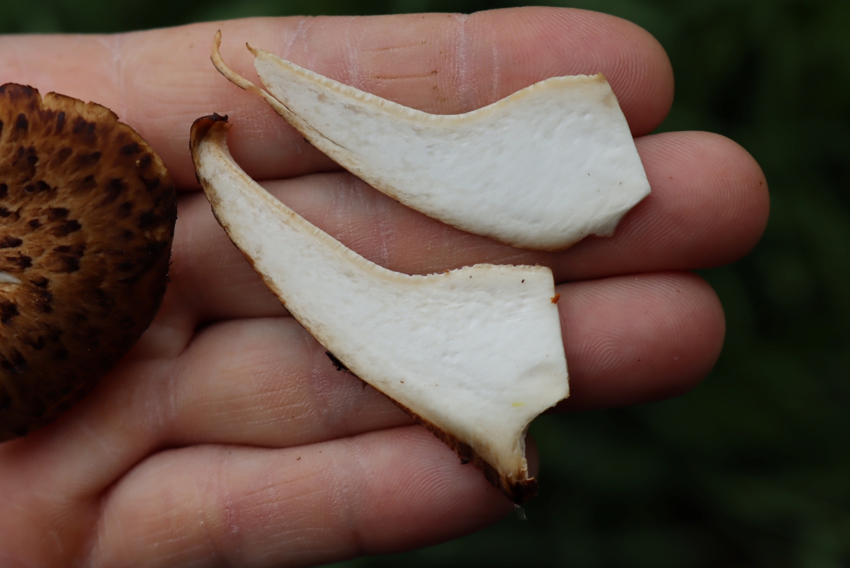 Pheasant Back Mushroom Slices