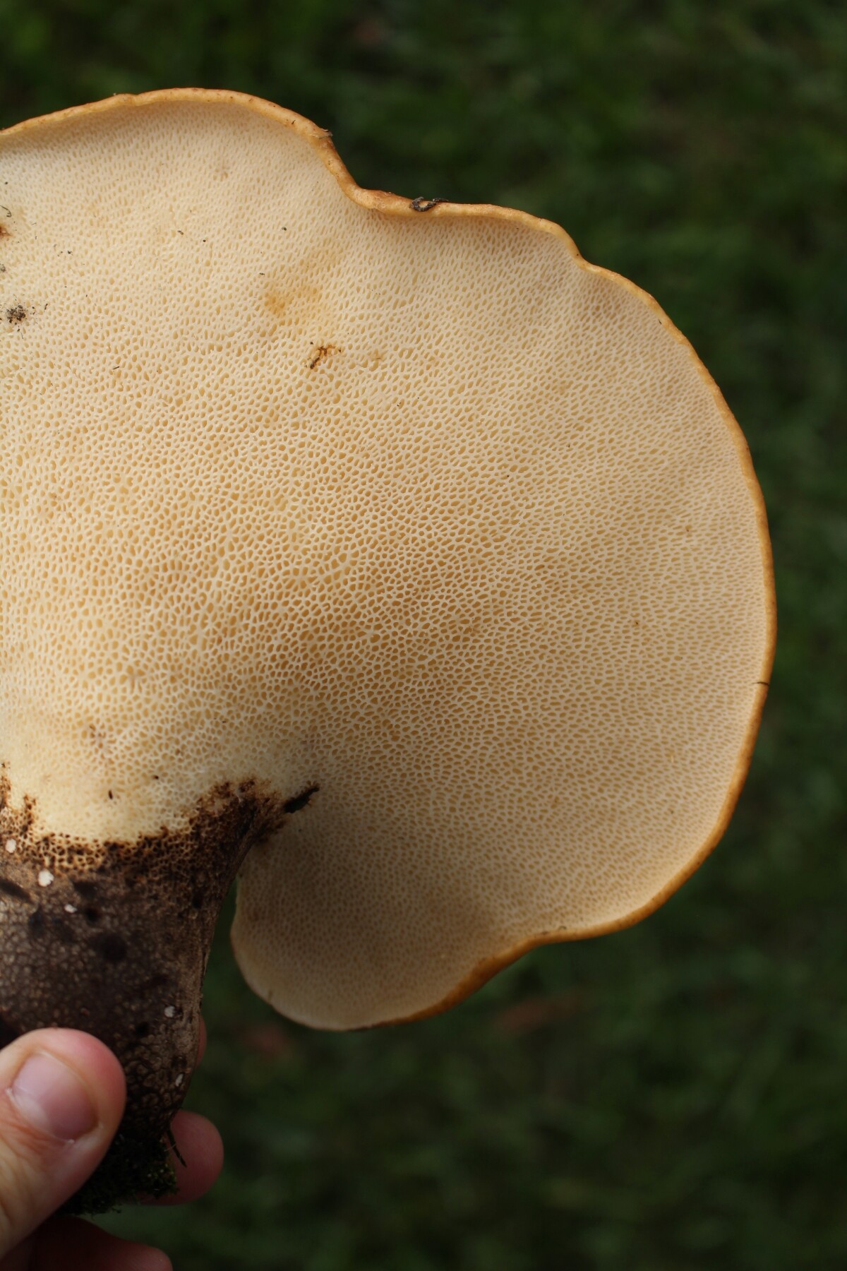 Pheasant Back Mushroom Underside