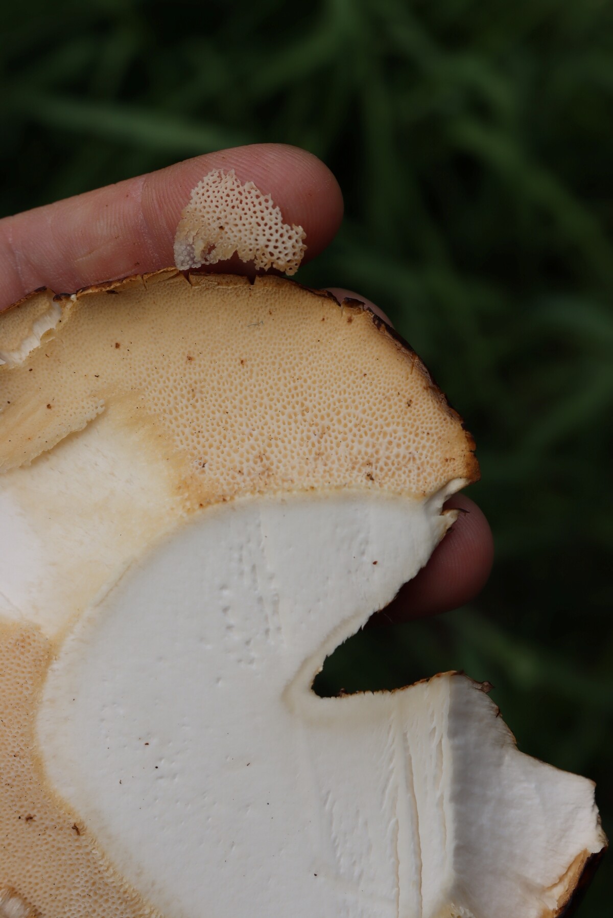 Removing Pheasant Back Mushroom Pore Surface