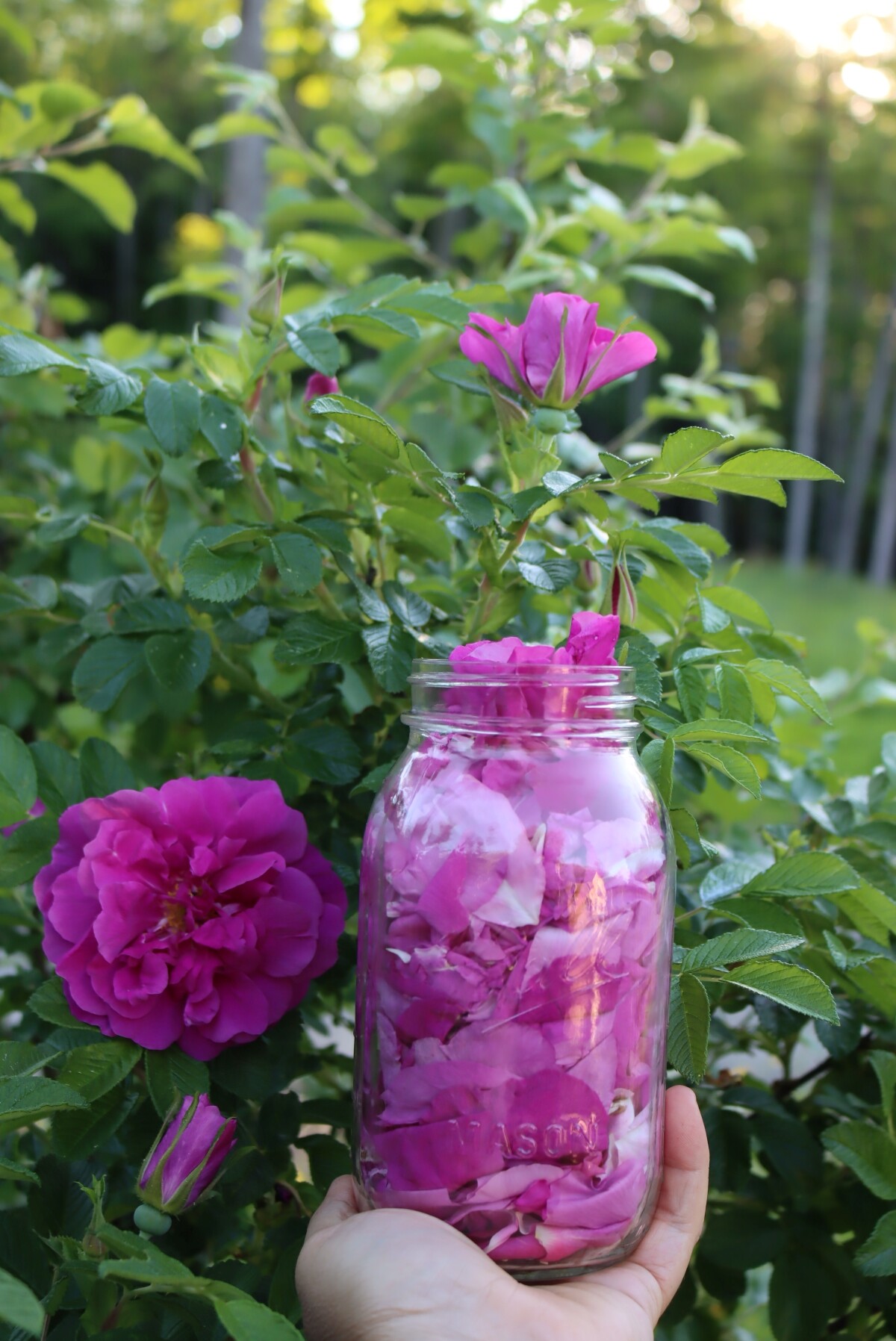 Rose Petal Harvest