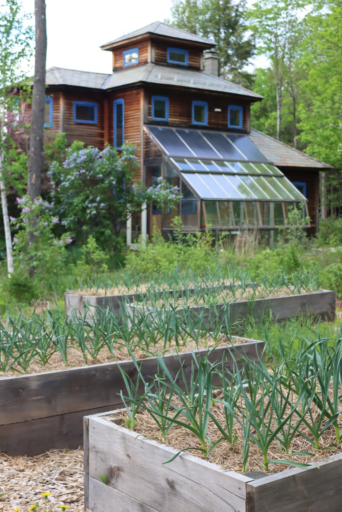 Spring Garlic in Raised Beds