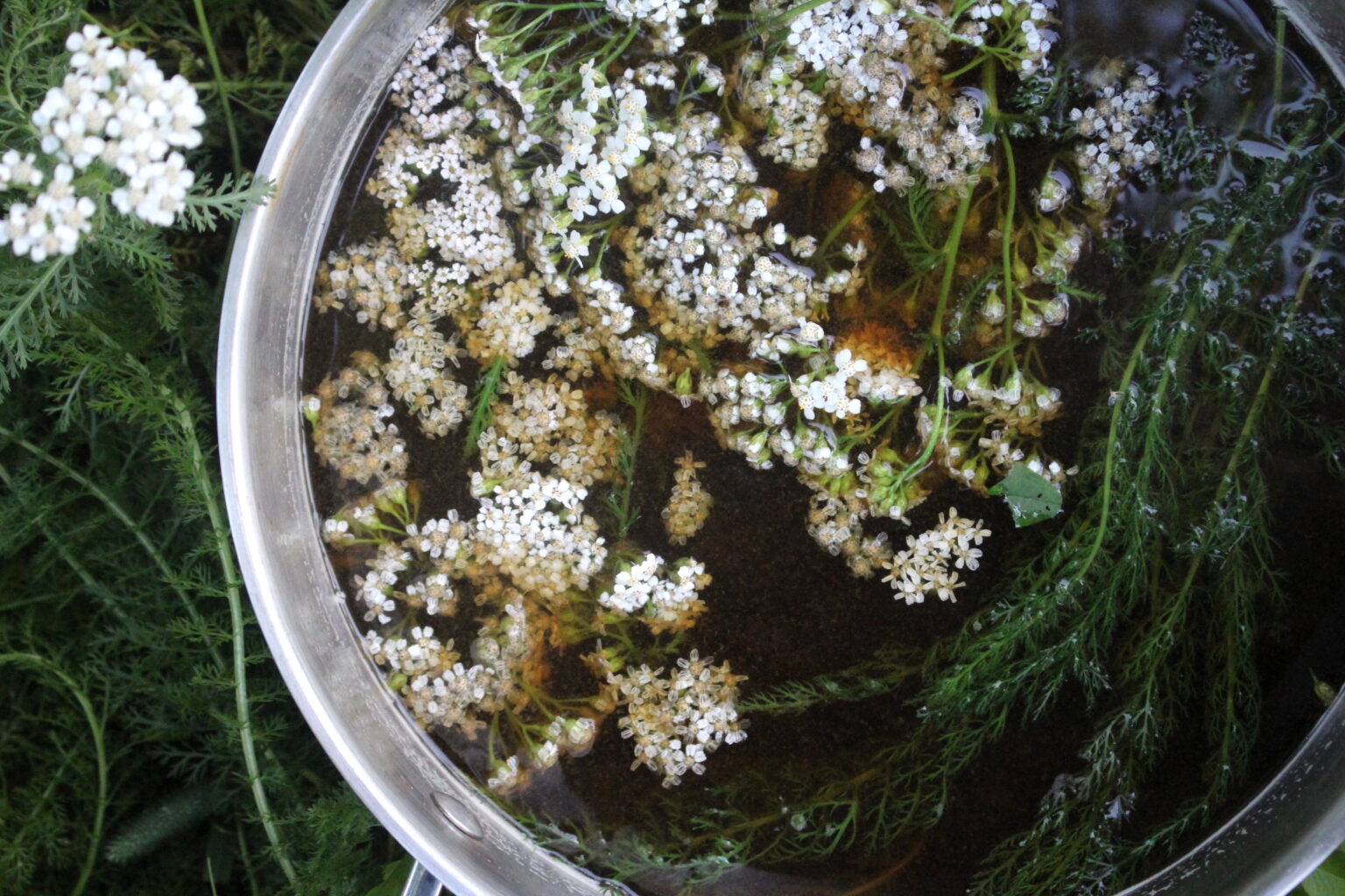 Yarrow Beer Infusing