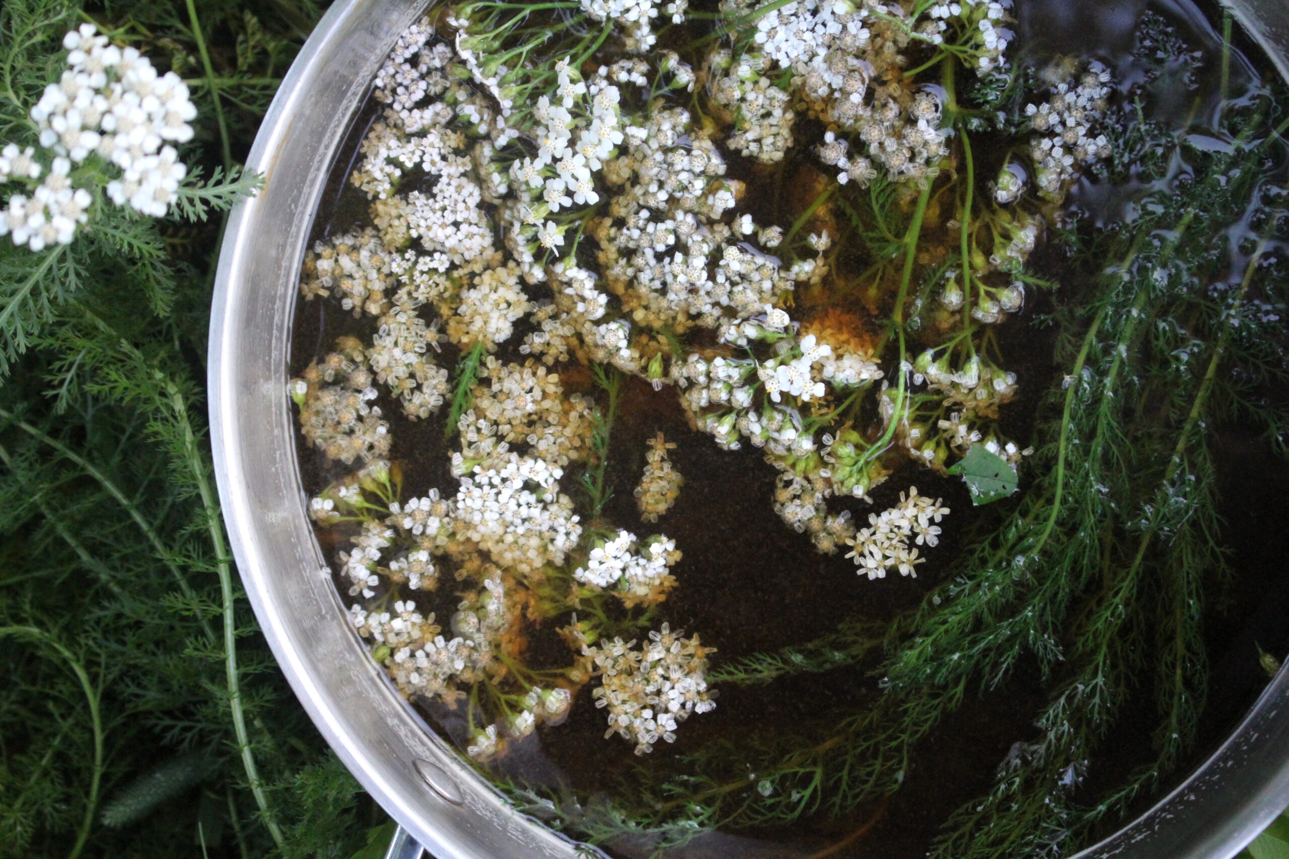 Yarrow Beer Infusing