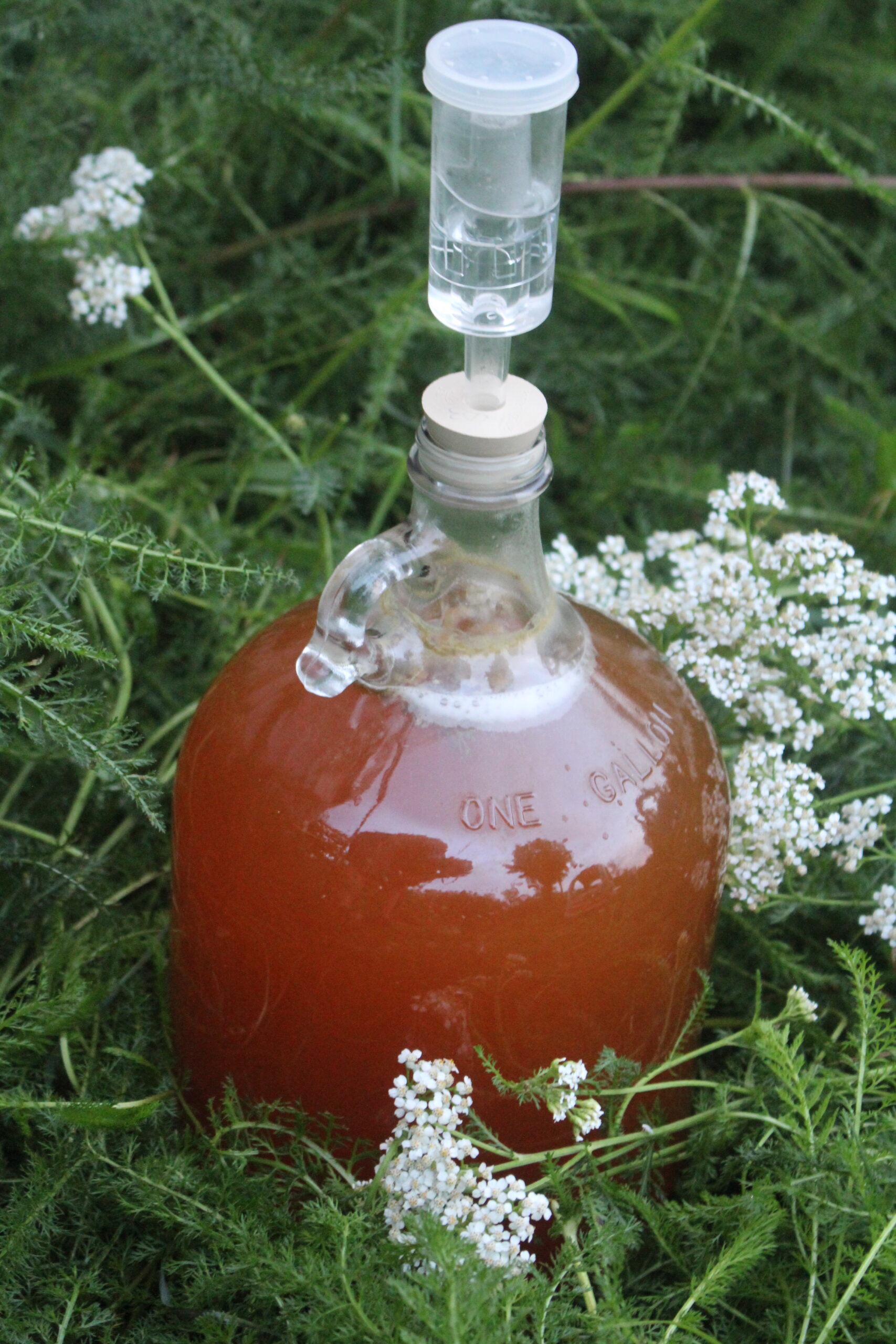 Brewing Yarrow Beer