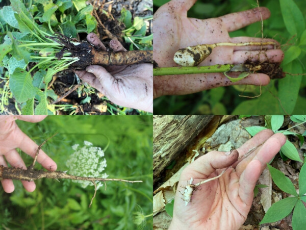 Foraging Wild Edible Roots and Tubers