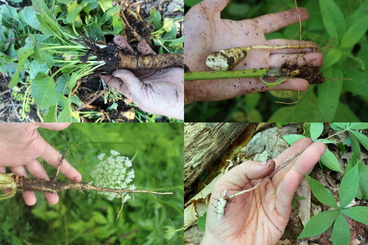 20+ Wild Edible Roots, Tubers and Bulbs