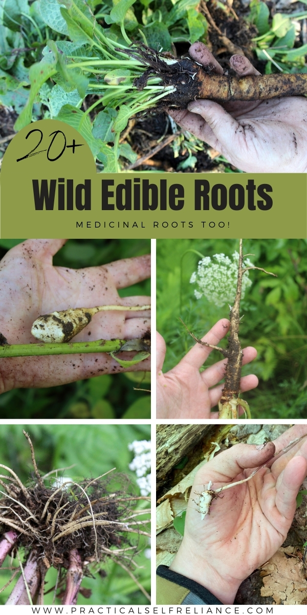 Wild Edible Roots