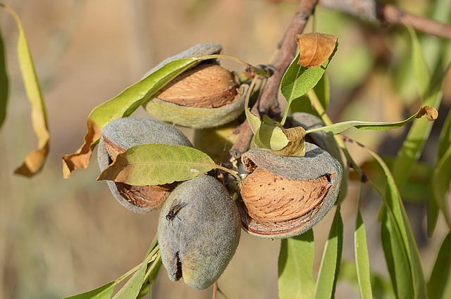 Almonds
