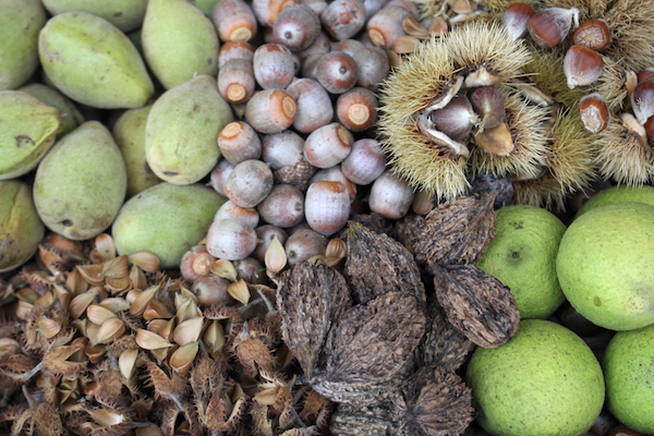 10 Wild Nuts to Forage in the Fall