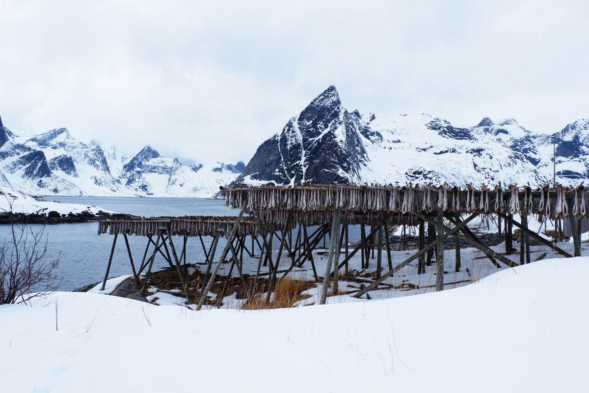 Freeze Drying Fish in Norway