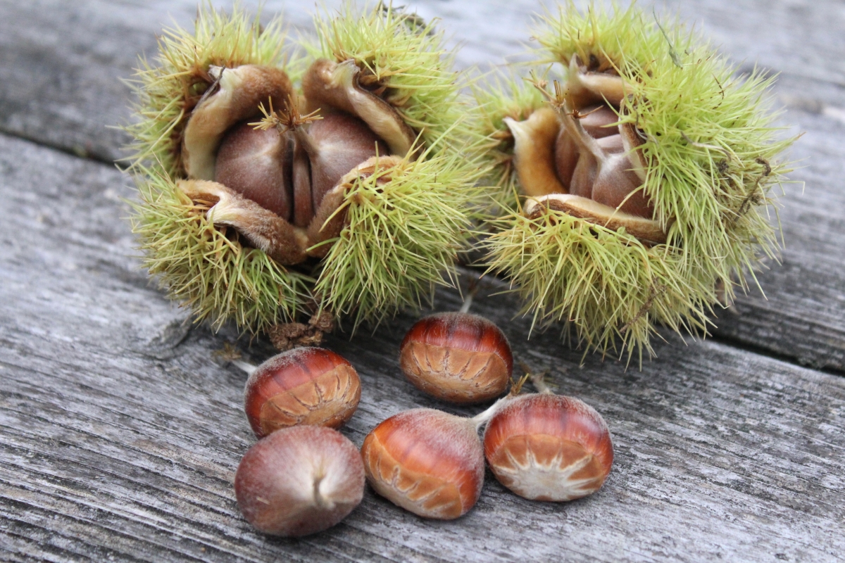 Wild Chestnuts