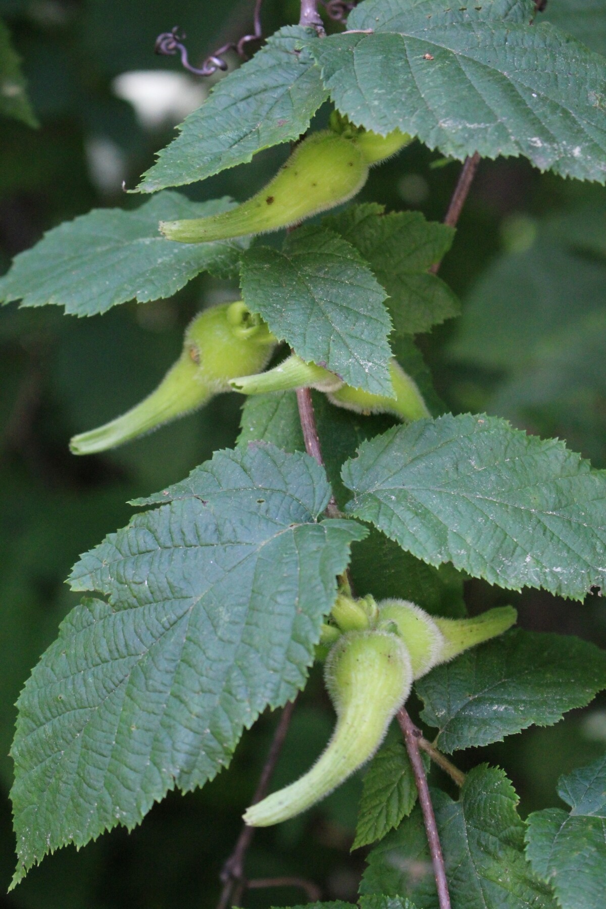 Wild Hazelnuts