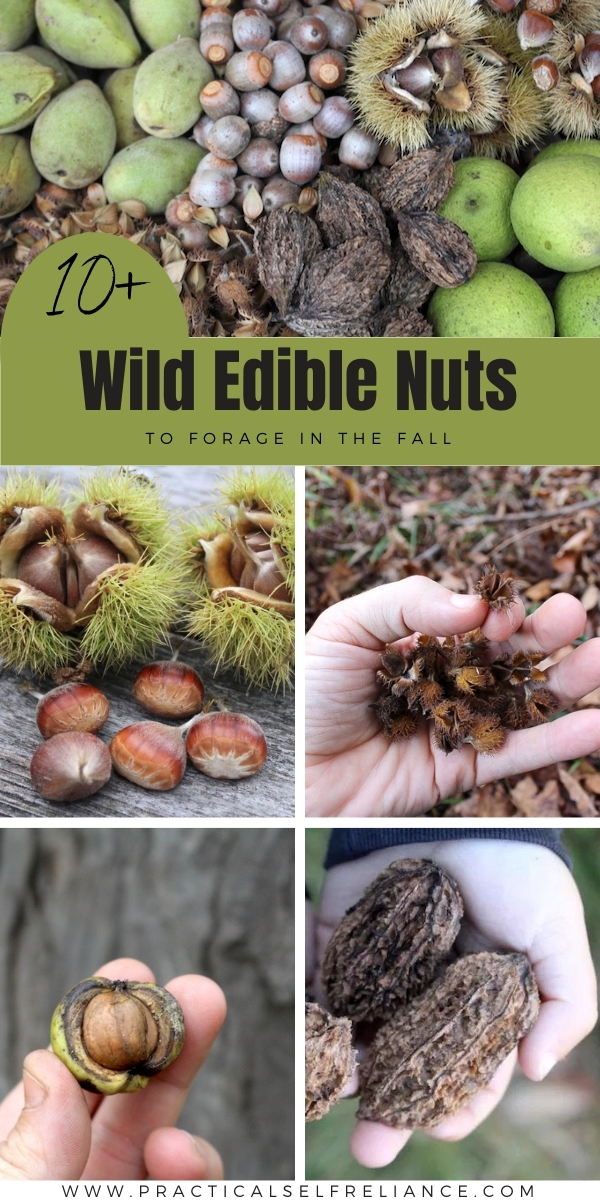 Wild Nuts to Forage in the Fall