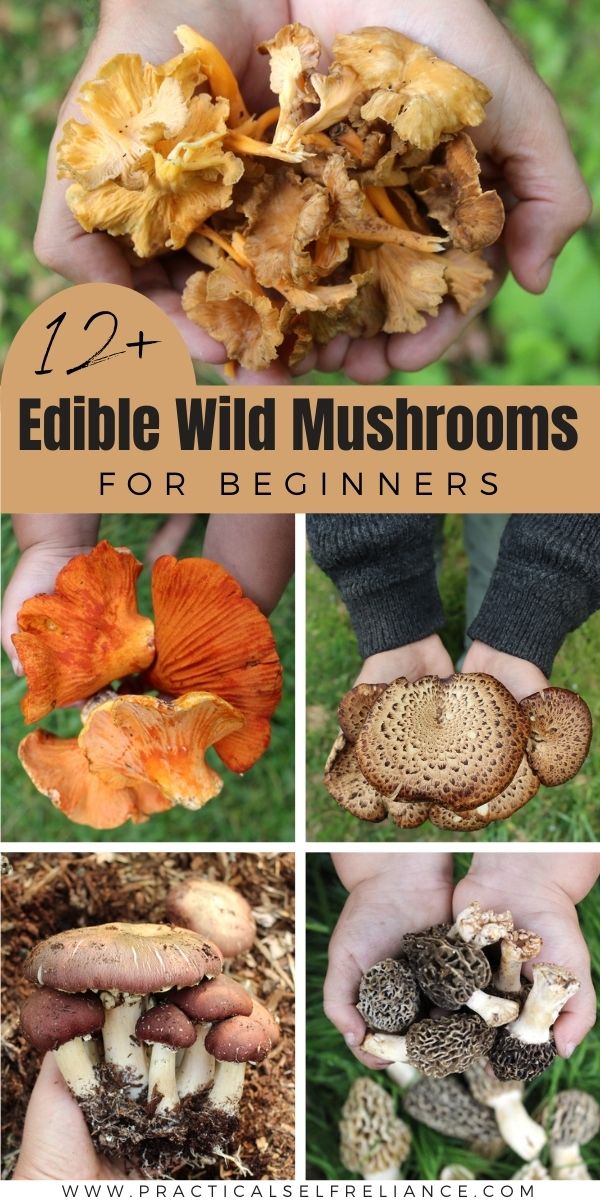 12 Edible Wild Mushrooms for Beginners