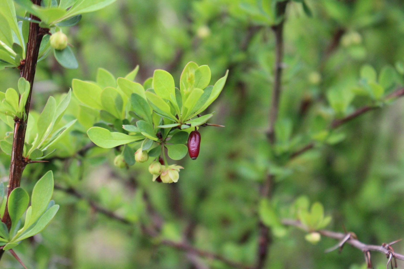 Japanese Barberry in Spring