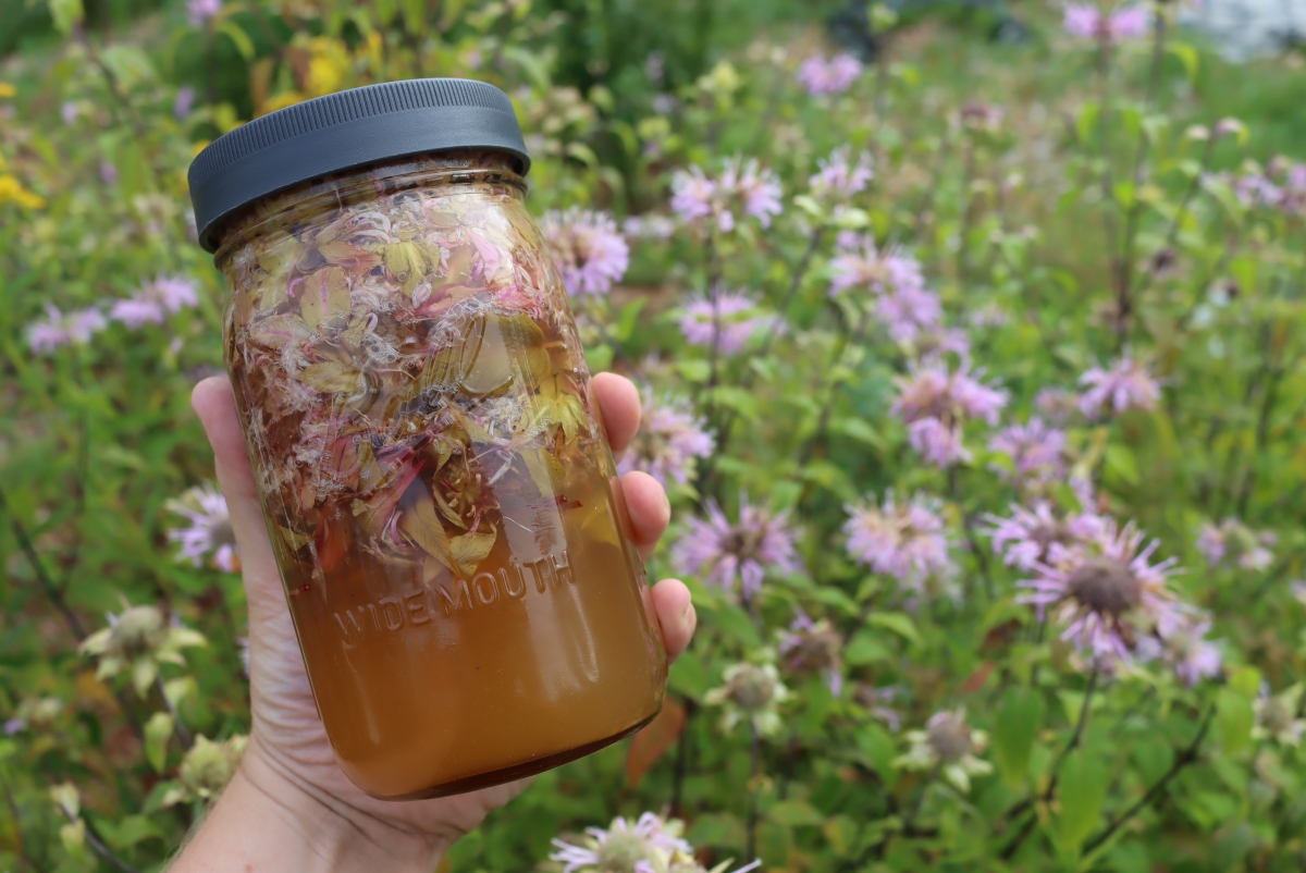 Bee Balm Oxymel