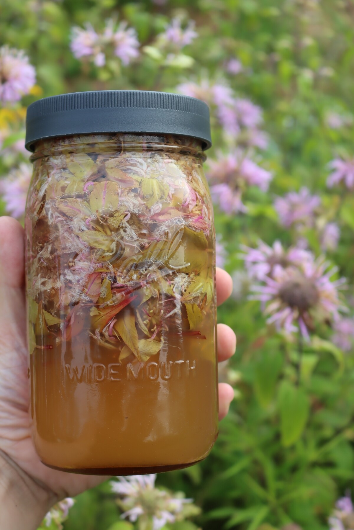Bee Balm Oxymel