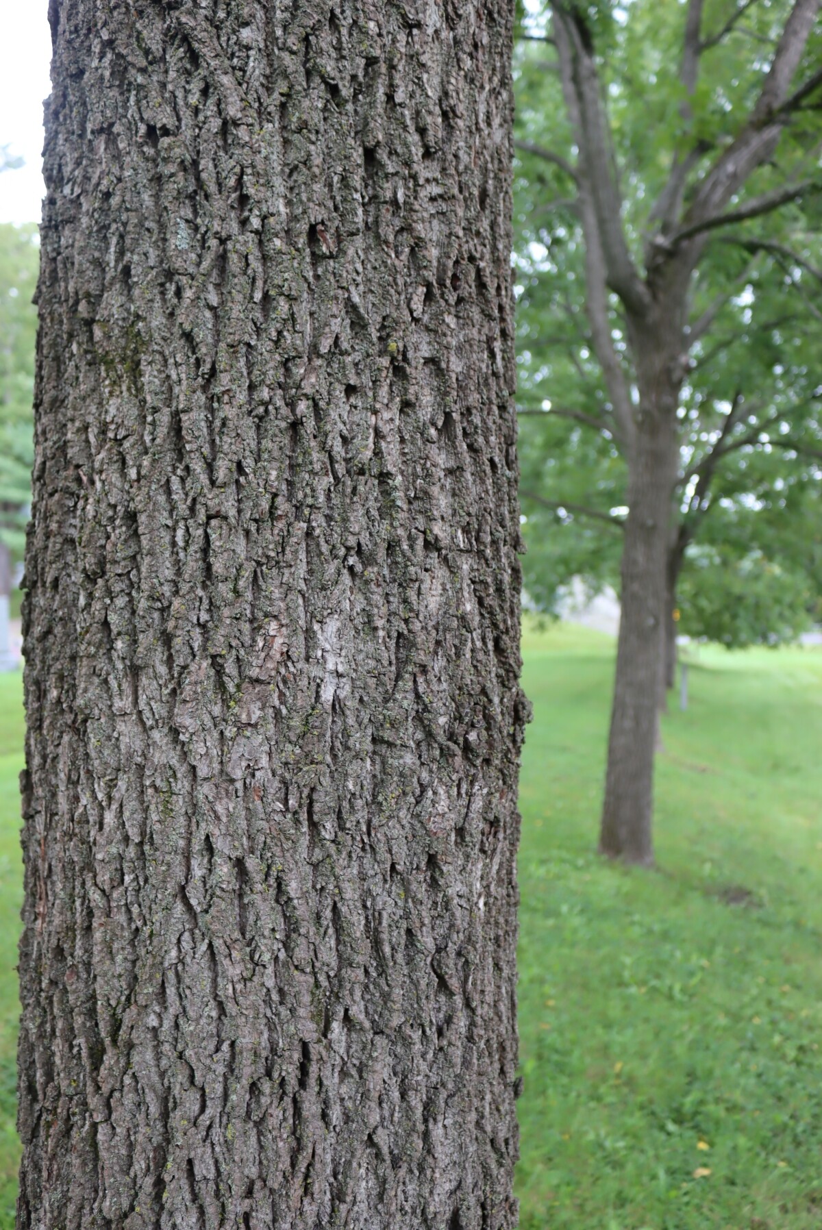 Black Walnut Bark