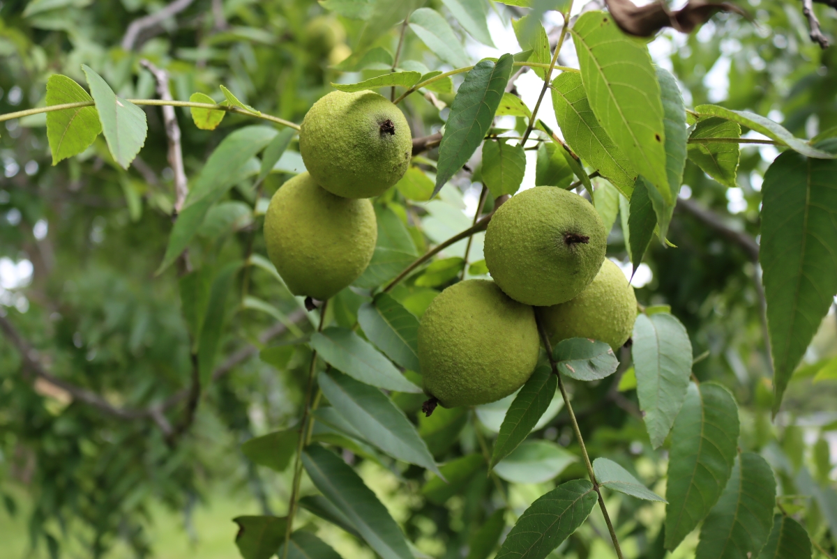Black Walnut Clusters