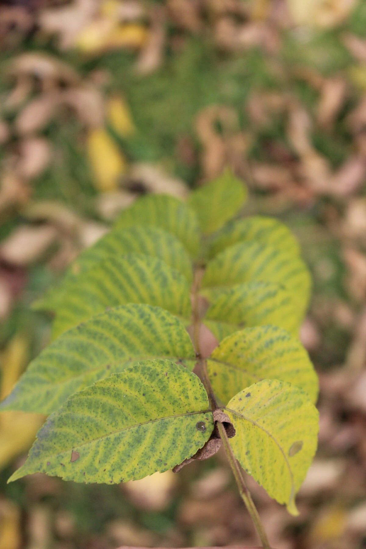 Black Walnut Leaf Twist