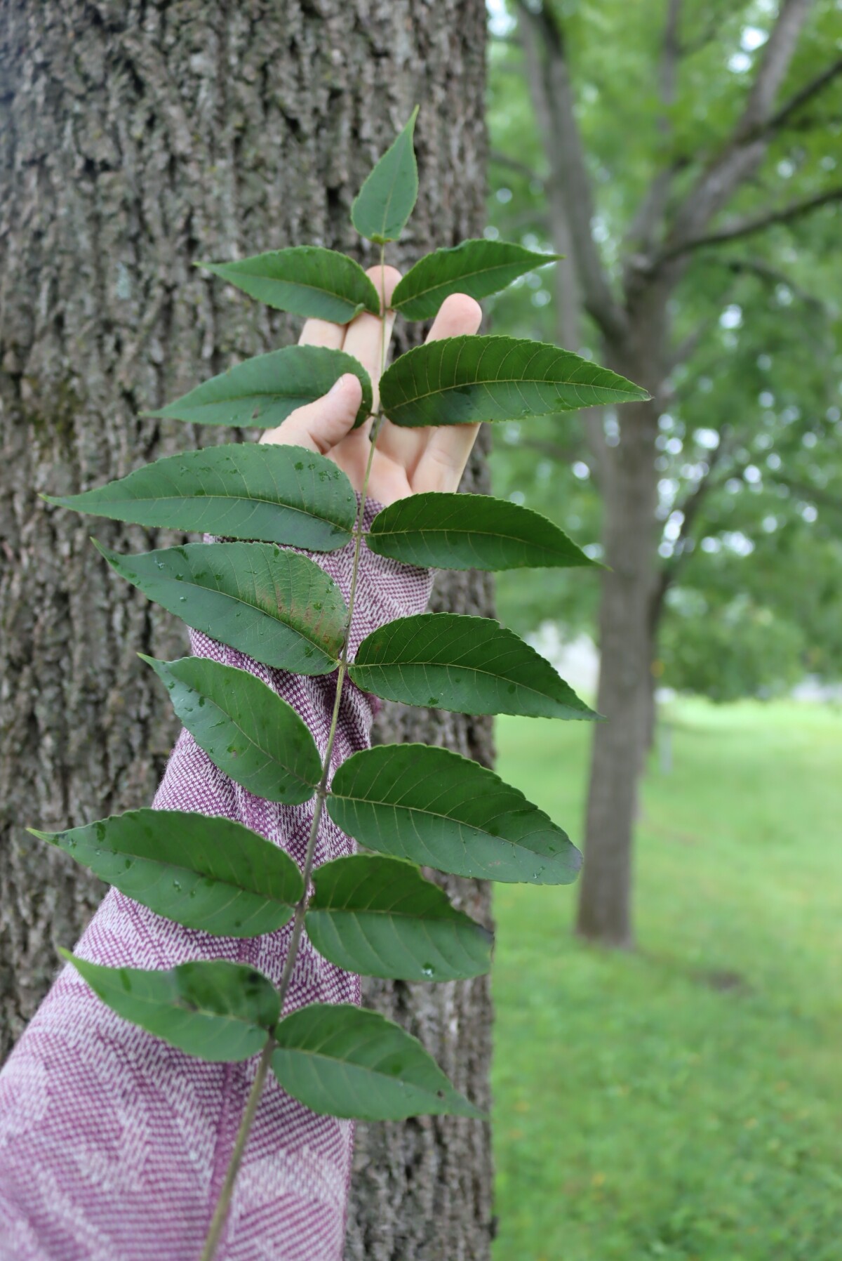 Black Walnut Leaves
