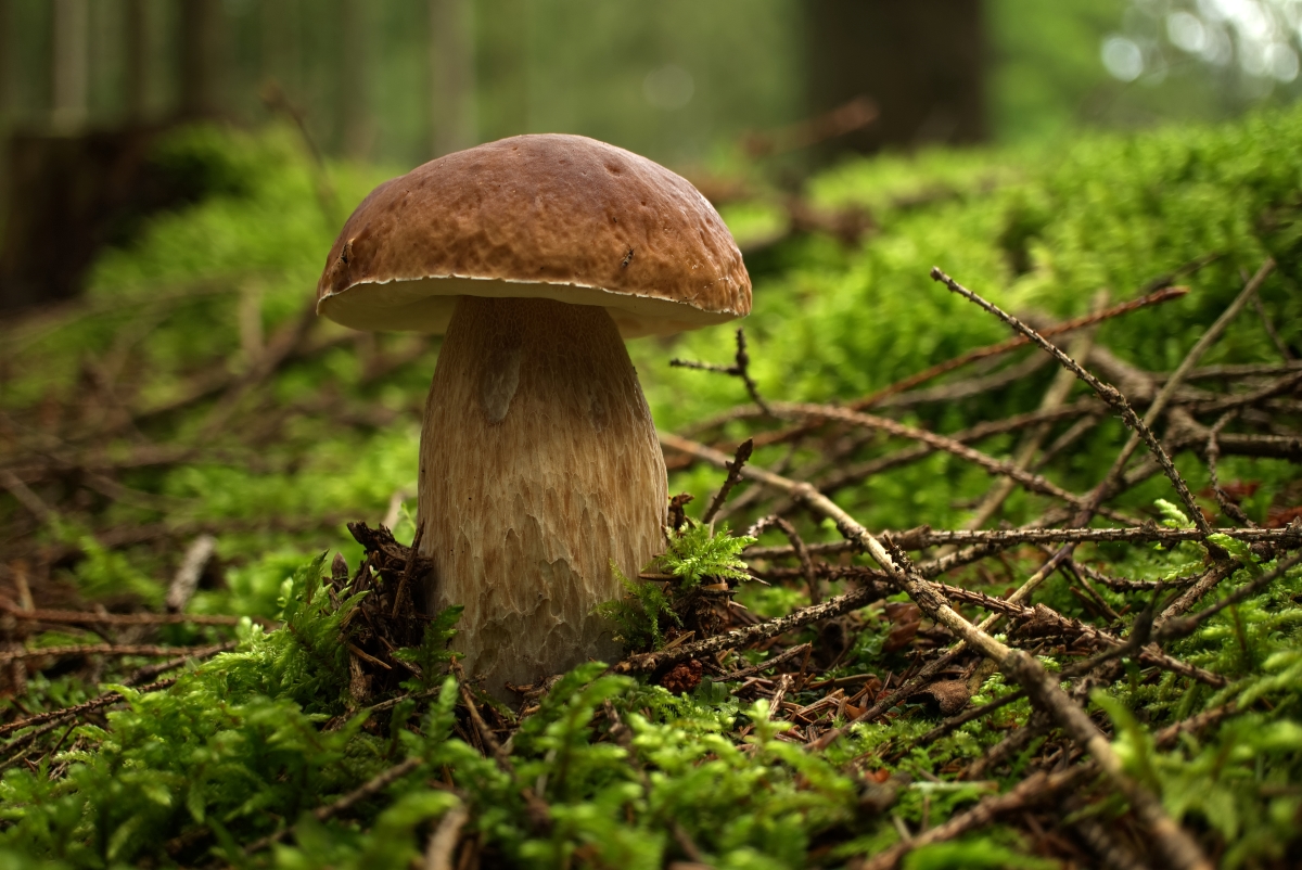 Boletus