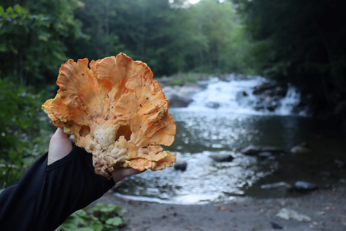 Chicken of the Woods Mushroom