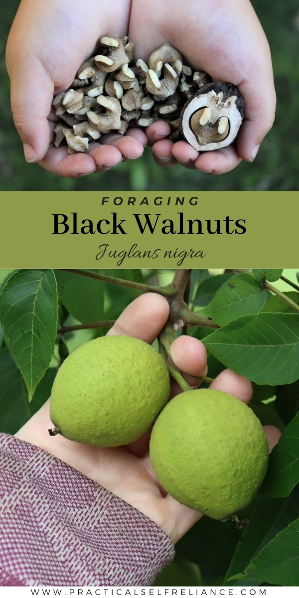Foraging Black Walnuts (Juglans nigra)