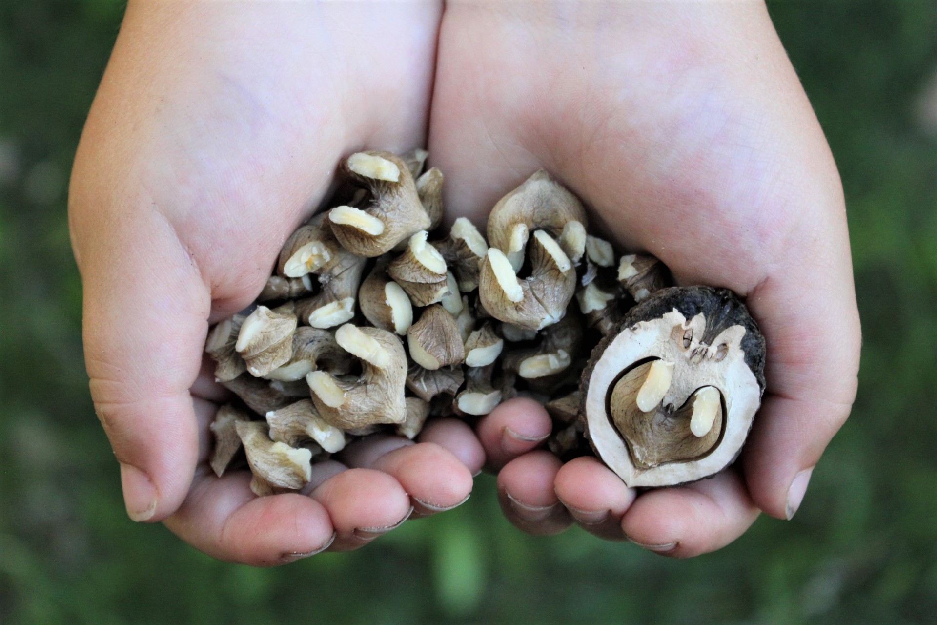 Cracked Black Walnuts