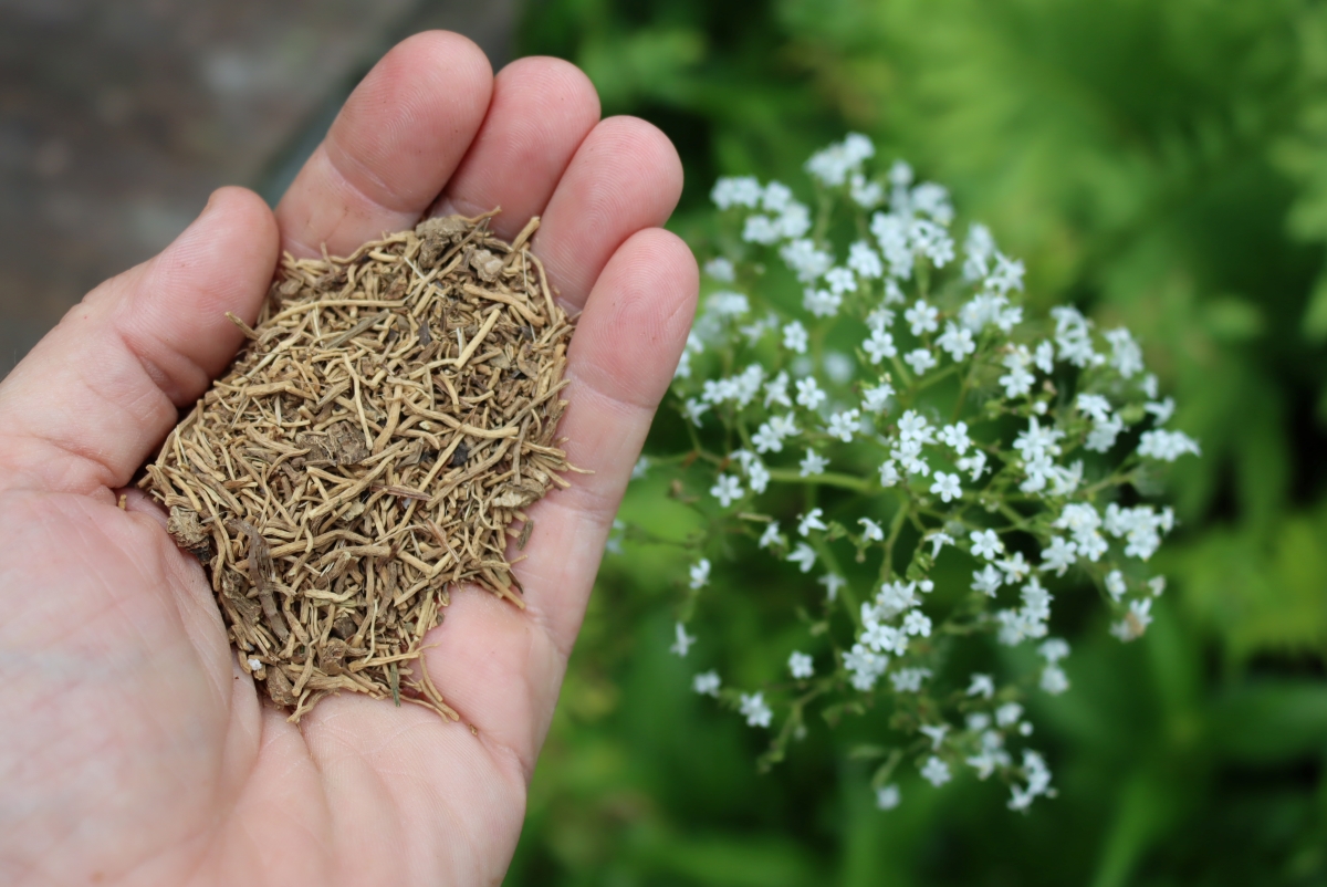 Purchased dried Valerian root that I'm using to make tincture