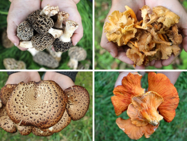 Edible Wild Mushrooms for Beginners