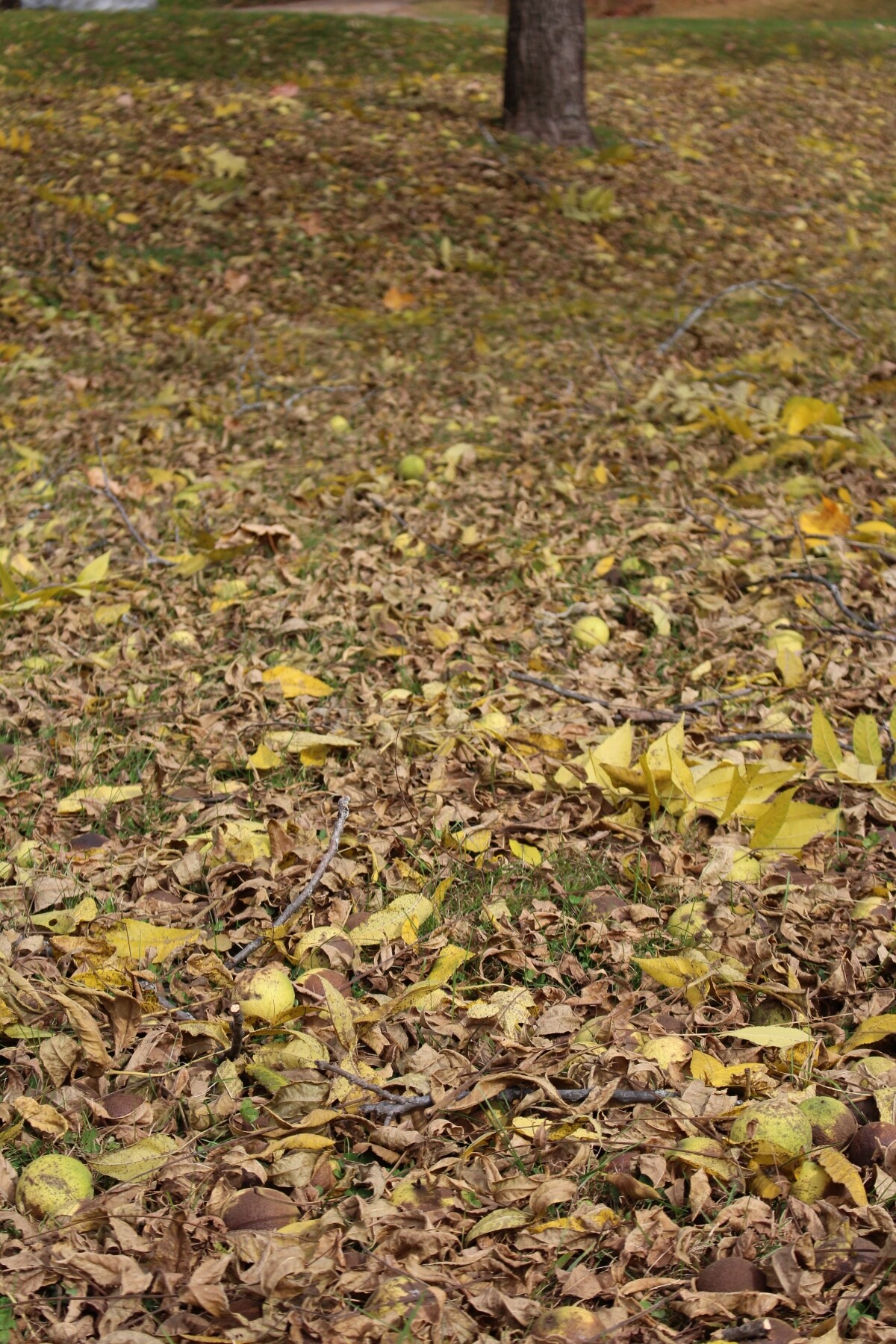 Fallen Black Walnuts