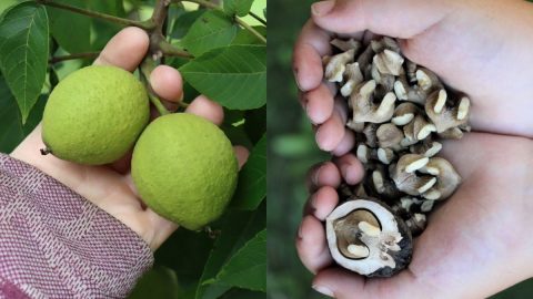 Foraging Black Walnuts