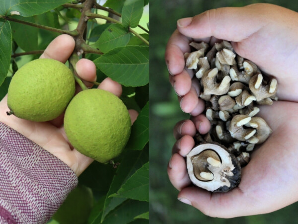 Foraging Black Walnuts