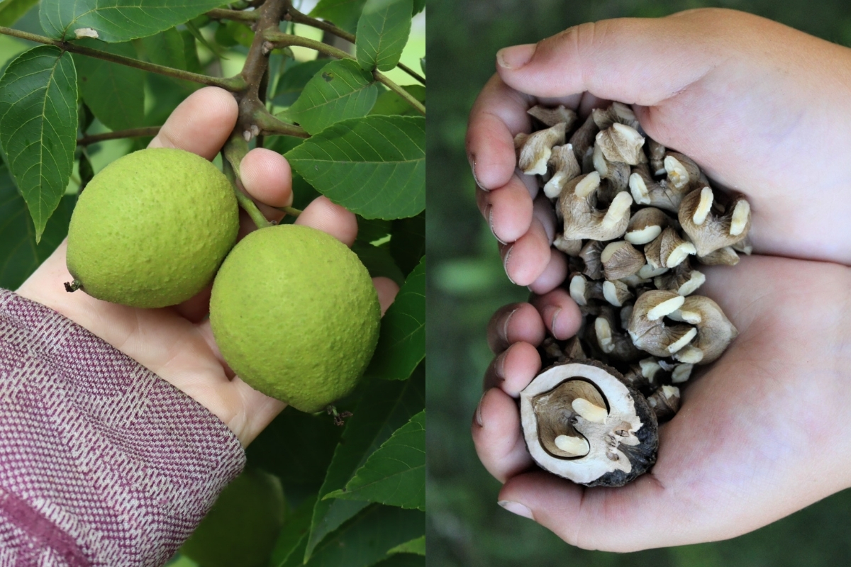 Foraging Black Walnuts