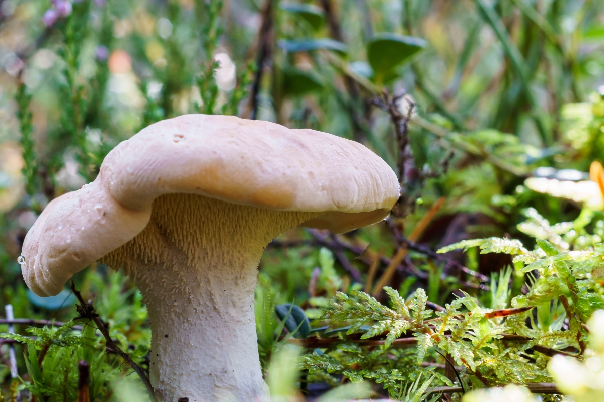 Hedgehog Mushroom