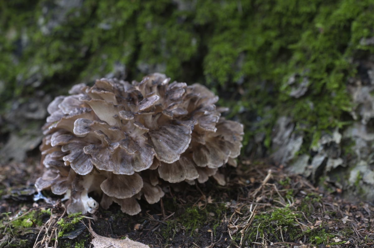Hen of the Woods