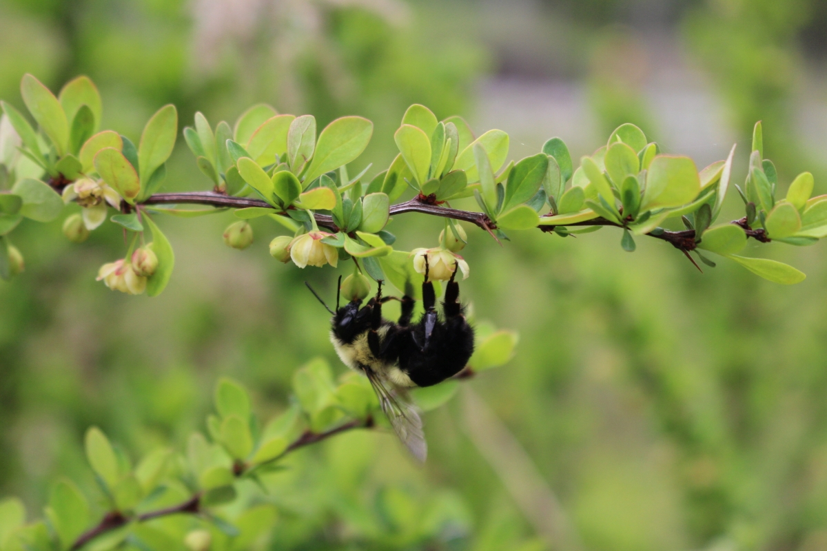 Japanese Barberry Flowers