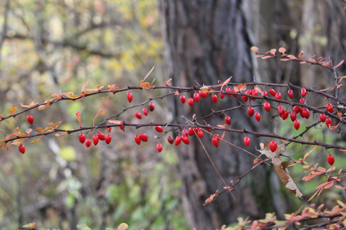 Japanese Barberry in Winter