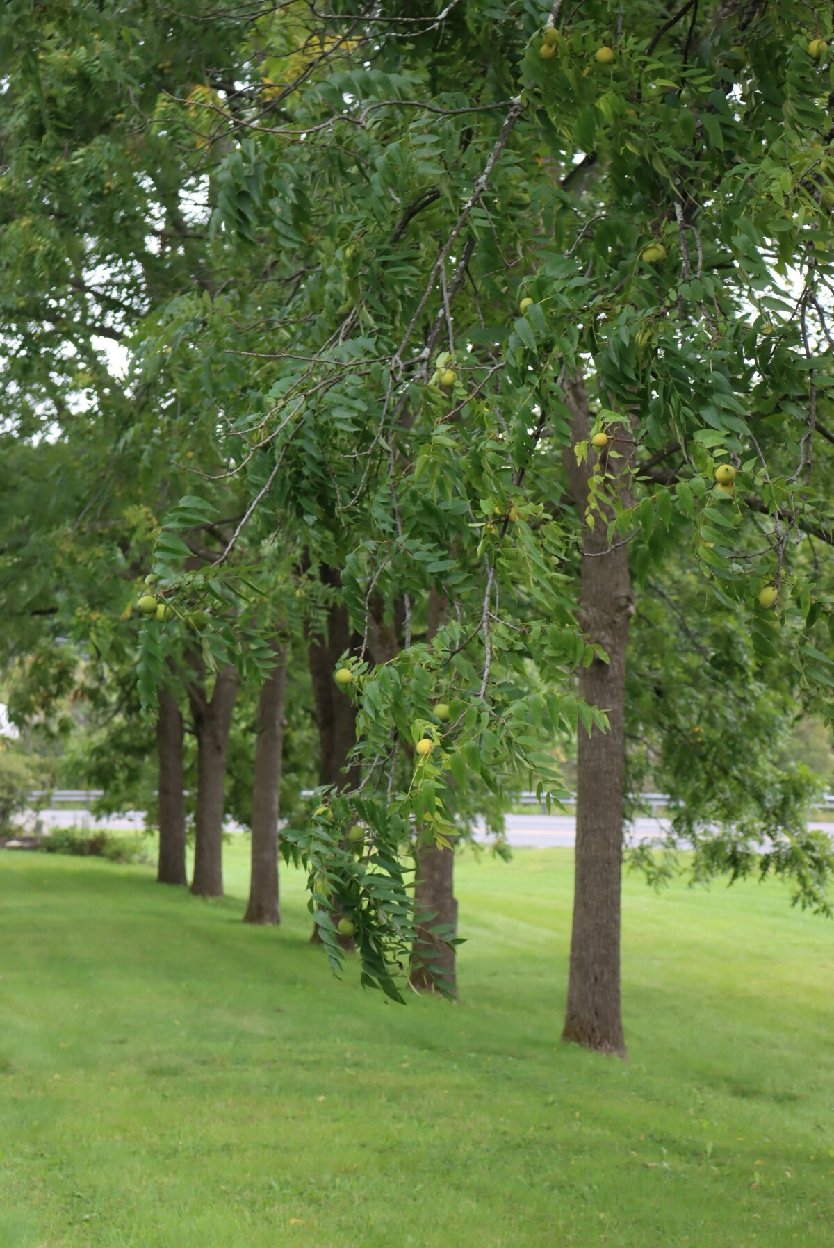 Line of Black walnut Trees