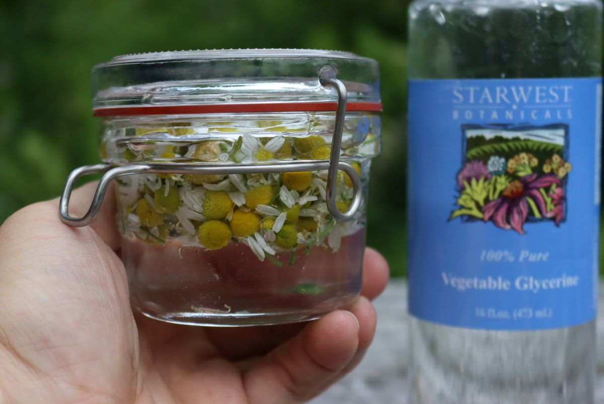 Making Chamomile Glycerite