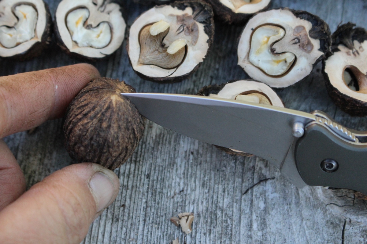 Prying Open Black Walnuts