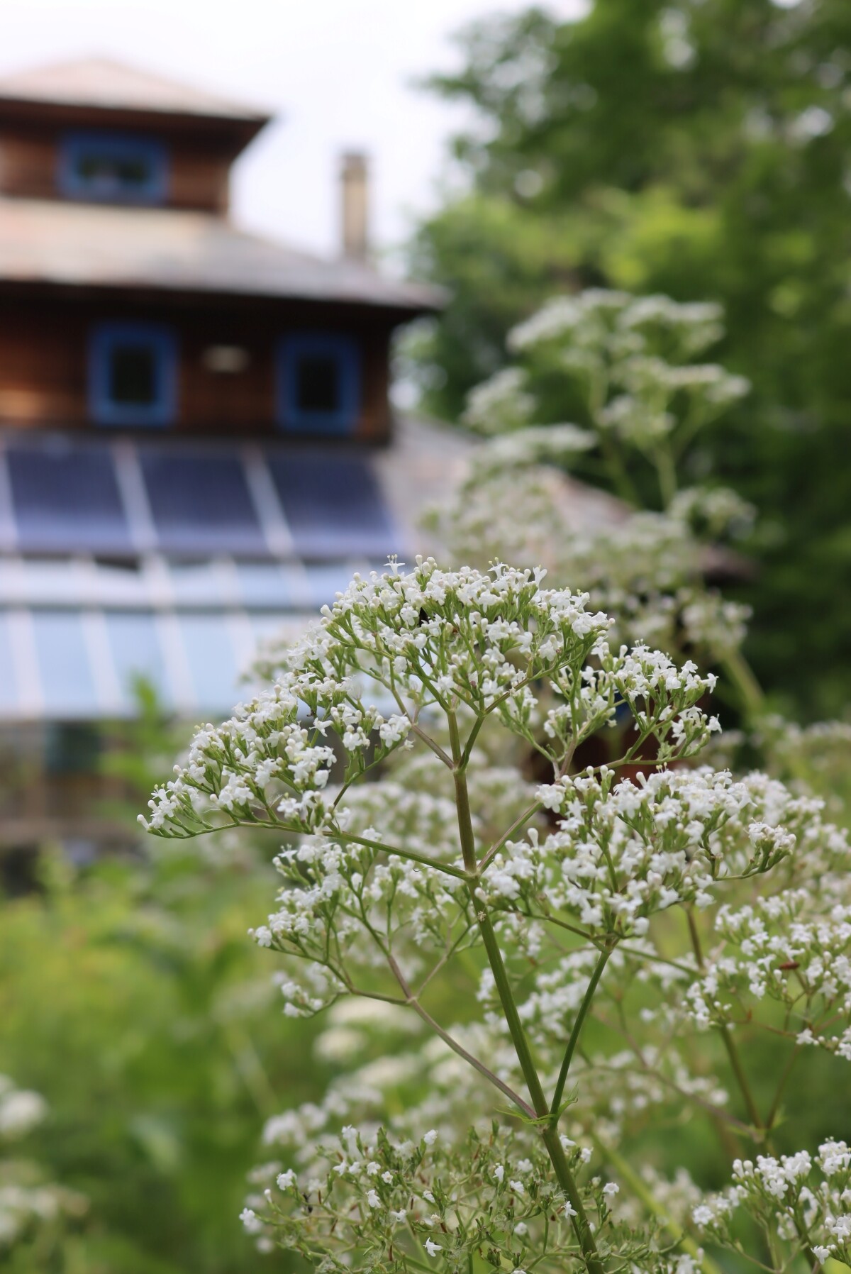 Valerian for tincture