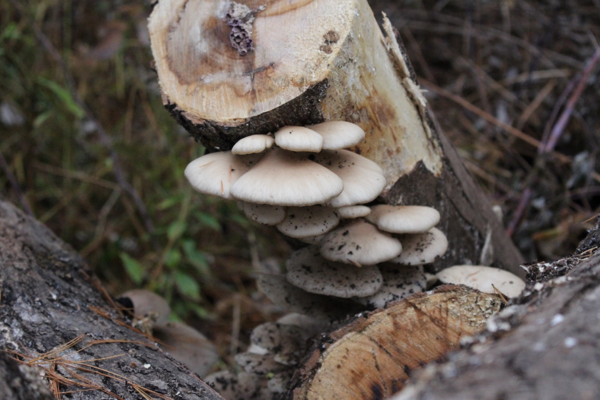 Winter Oyster Mushrooms