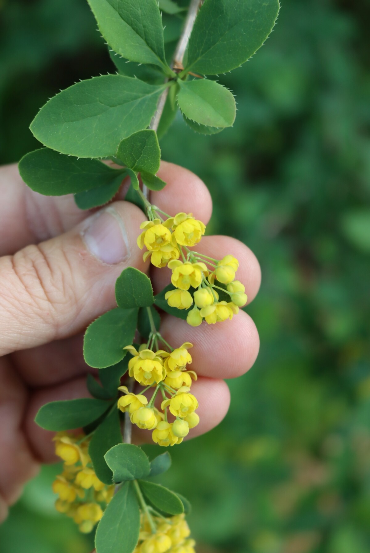 Common Barberry Flowers
