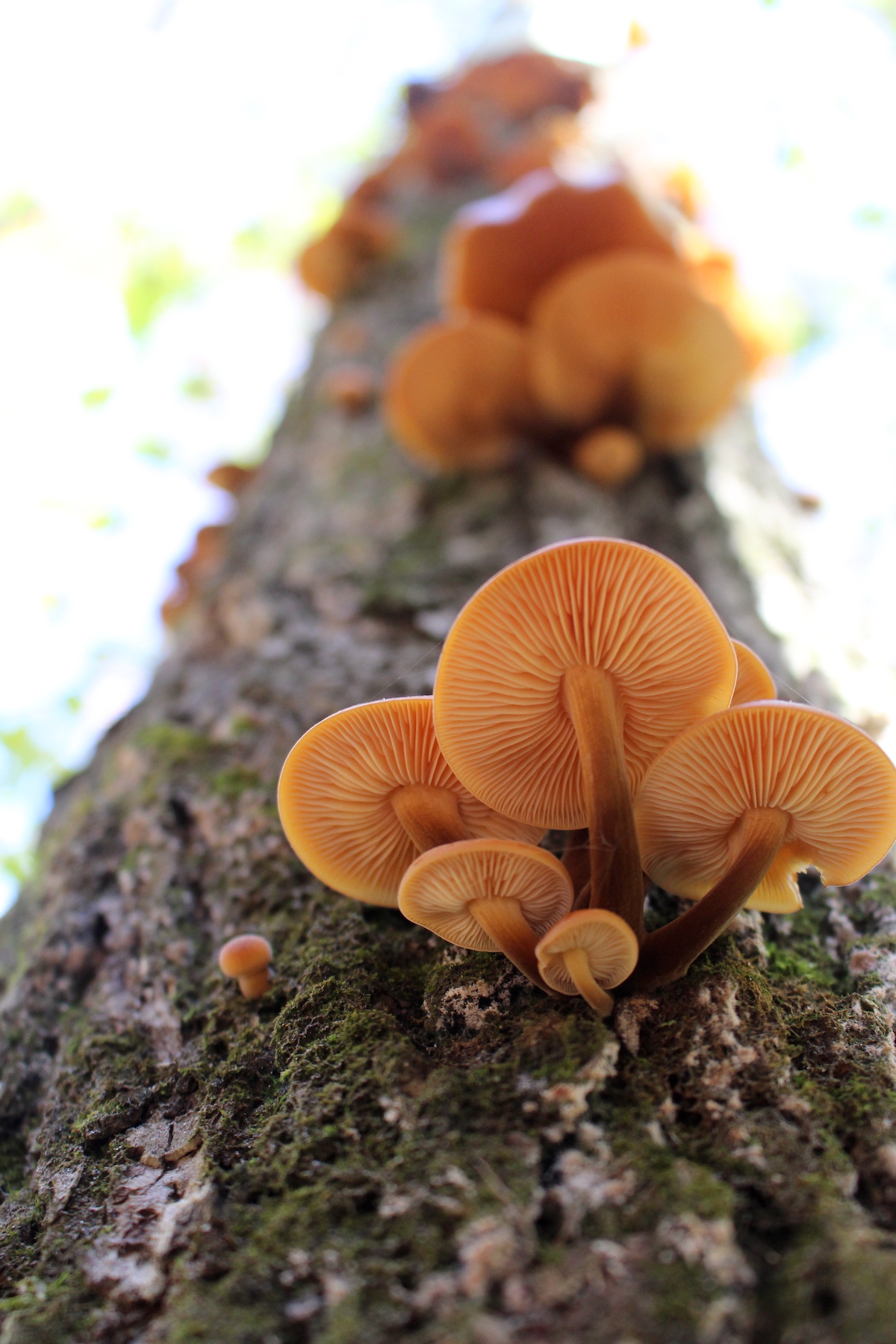 Enoki Cluster