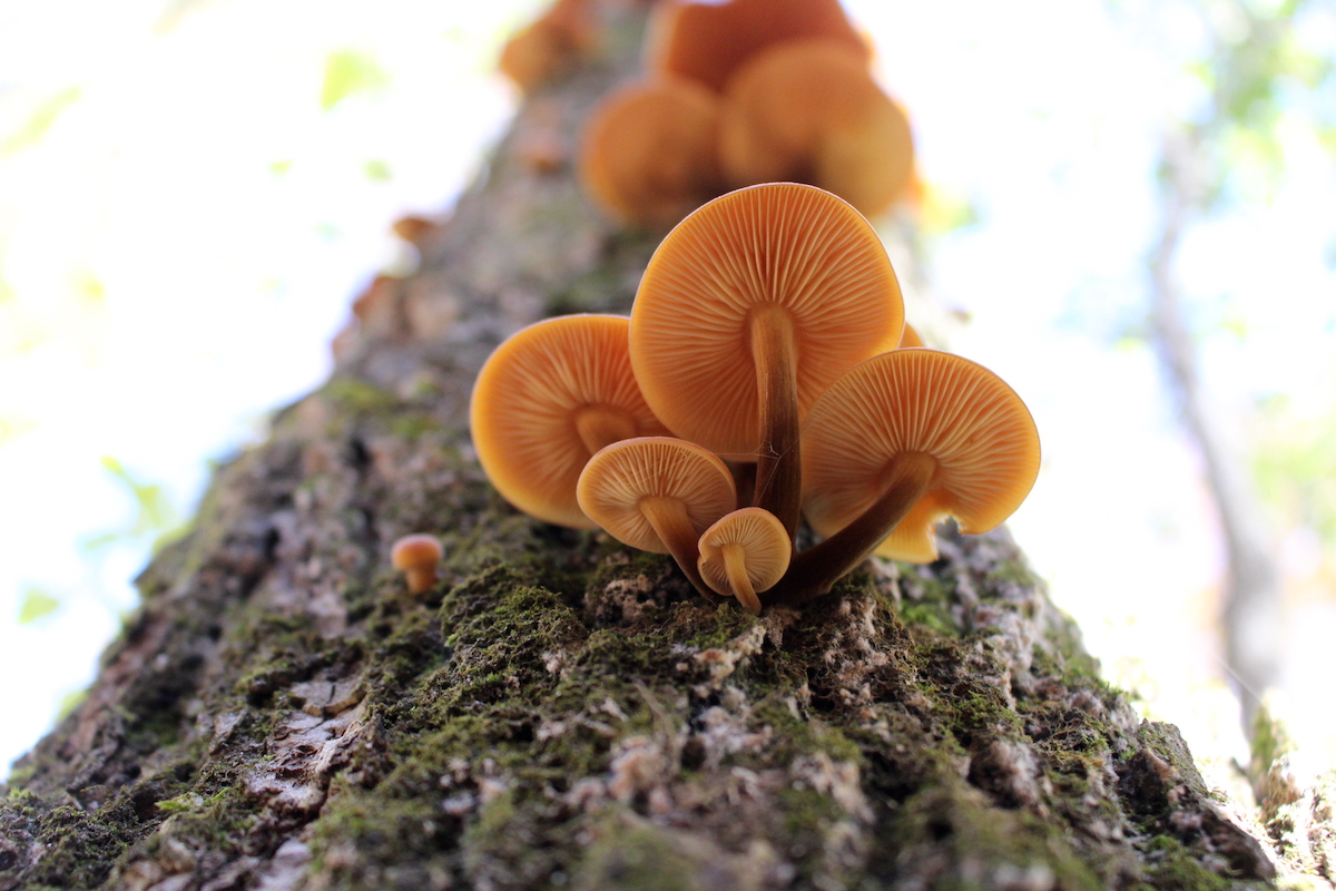 cluster of wild enoki mushrooms