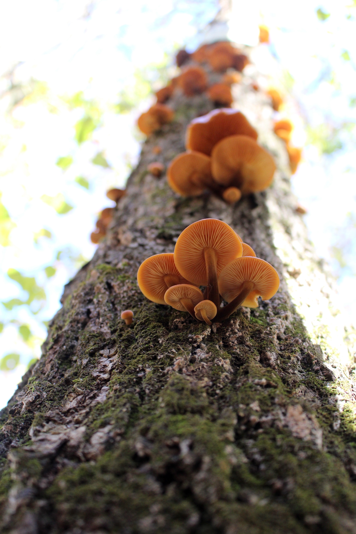 Enoki Cluster